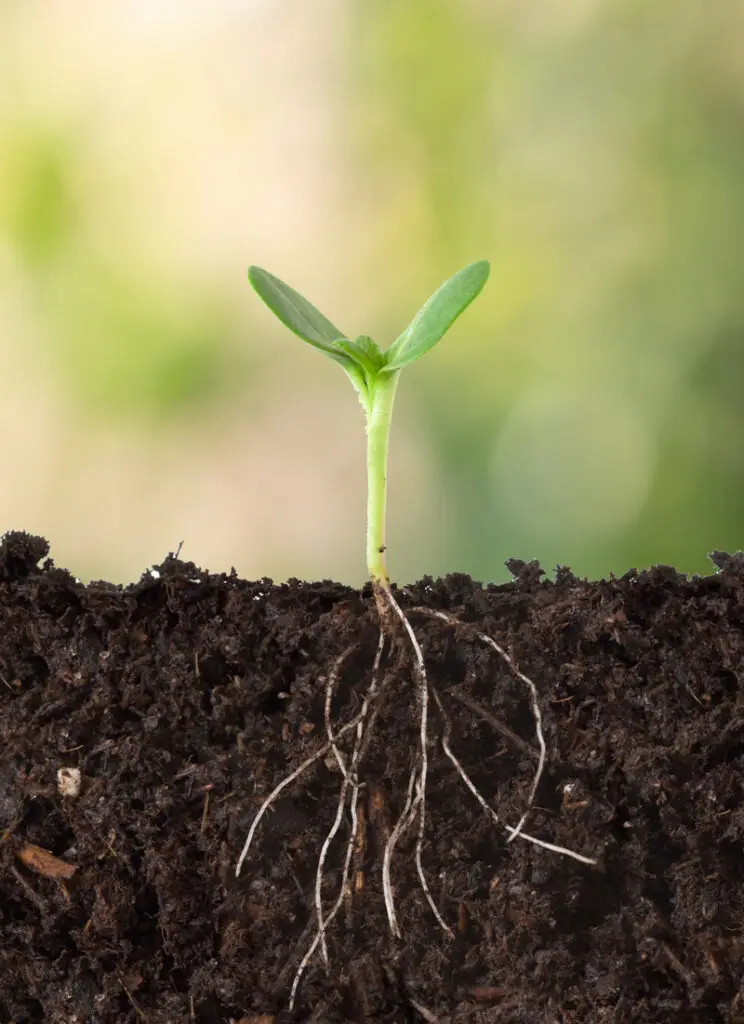 Home | Hyper Agritech | The future of sustainable, non-chemical ...